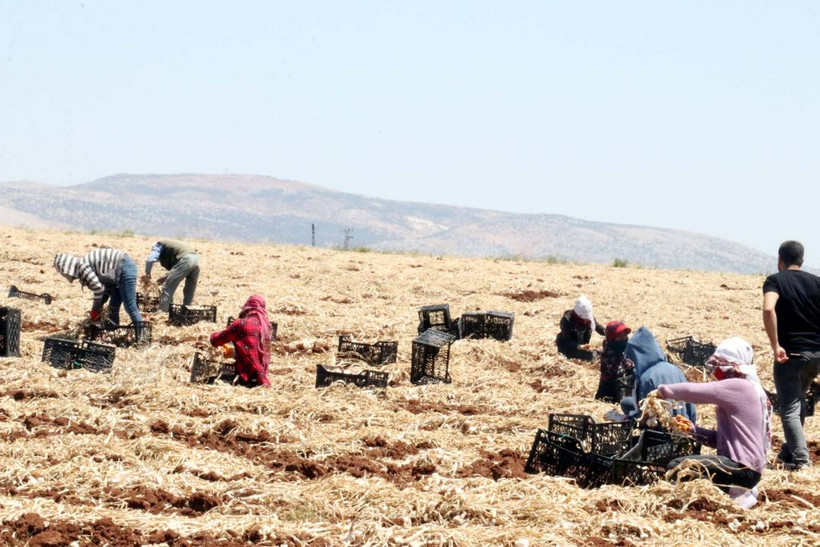 Tarlada 45, reyonda 100 TL: Antep'te sarmısak hasadı başladı - Resim: 8